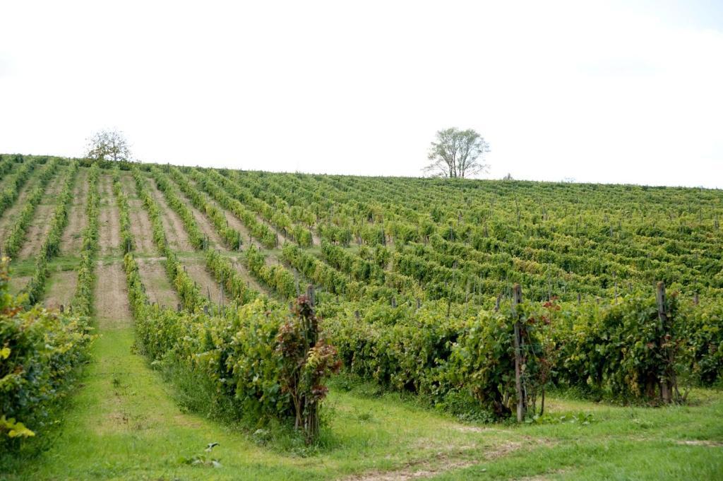Agriturismo Buon Riposo - Country Resort In The Heart Of Tuscany San Giovanni a Corazzano ภายนอก รูปภาพ