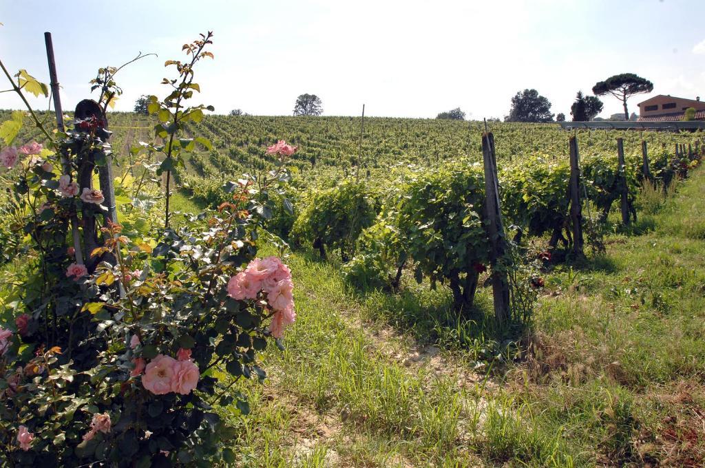 Agriturismo Buon Riposo - Country Resort In The Heart Of Tuscany San Giovanni a Corazzano ภายนอก รูปภาพ